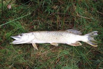 Krummer Weiher