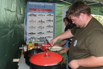 Erwachsenenkönigsfischen 2016