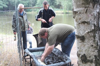 Erwachsenenkönigsfischen 2016