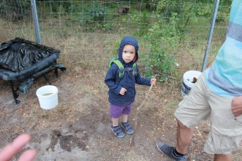 Erwachsenenkönigsfischen 2016